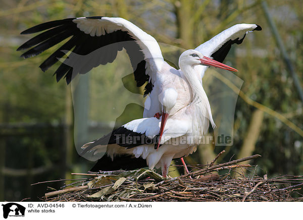 Weistrche / white storks / AVD-04546