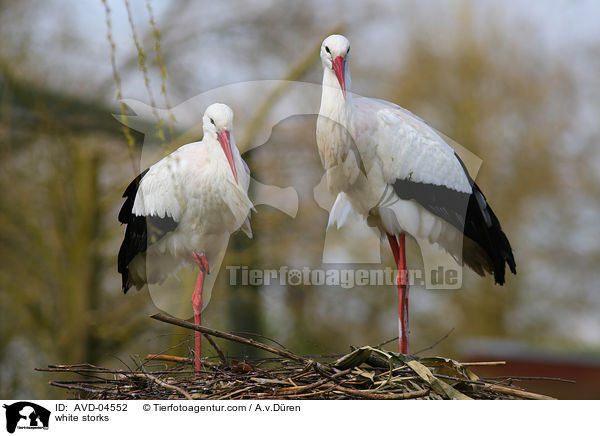 Weistrche / white storks / AVD-04552