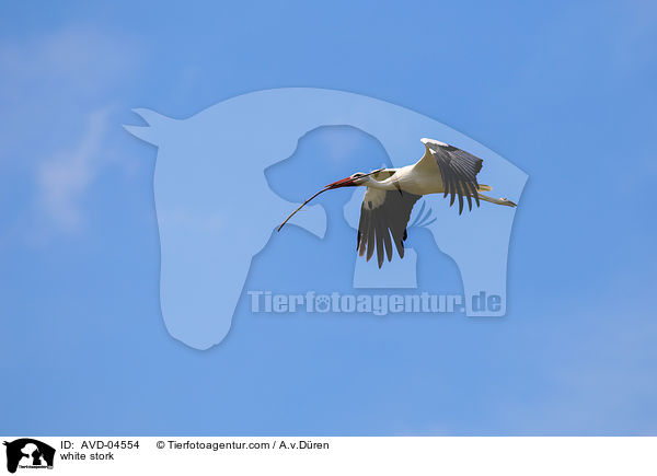 Weistorch / white stork / AVD-04554