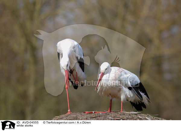 Weistrche / white storks / AVD-04555