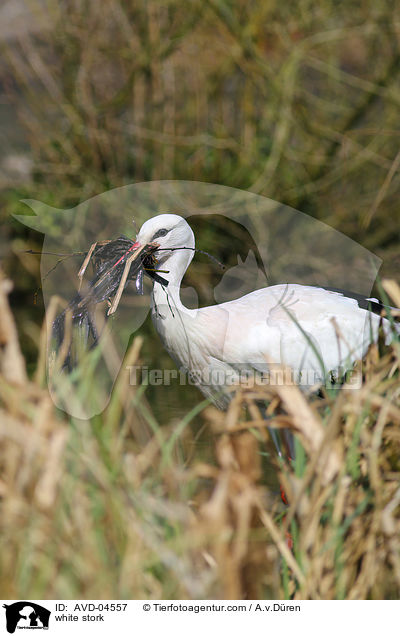 Weistorch / white stork / AVD-04557