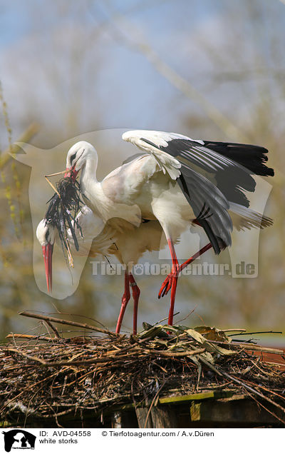 Weistrche / white storks / AVD-04558