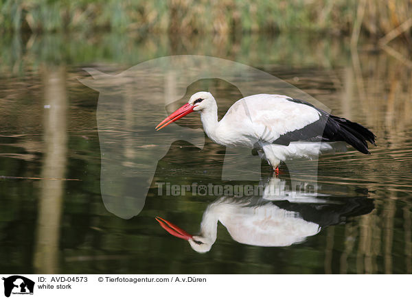 Weistorch / white stork / AVD-04573