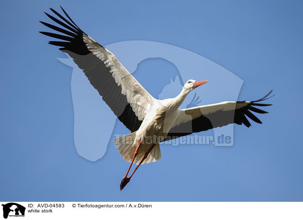 Weistorch / white stork / AVD-04583