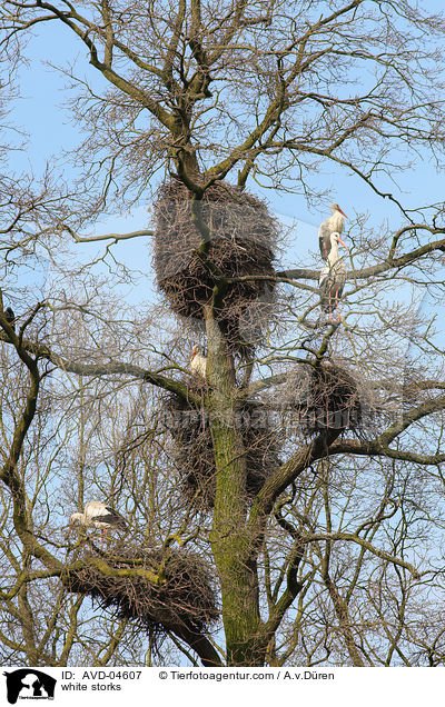 Weistrche / white storks / AVD-04607