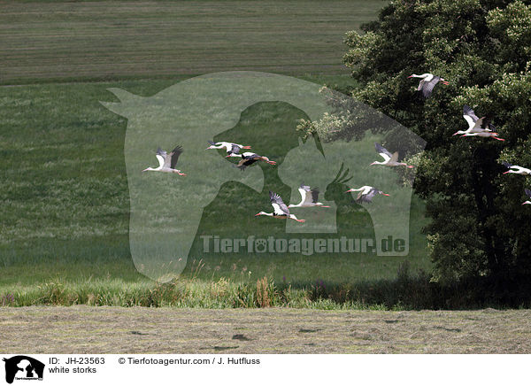 Weistrche / white storks / JH-23563