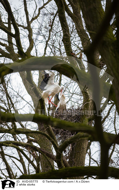 2 Weistrche / 2 white storks / AVD-05775