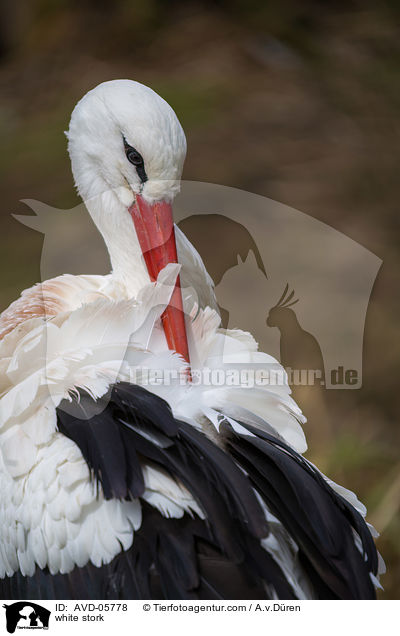 Weistorch / white stork / AVD-05778