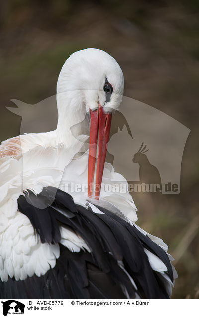 Weistorch / white stork / AVD-05779