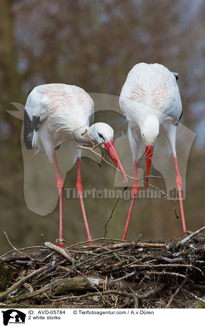 2 Weistrche / 2 white storks / AVD-05784