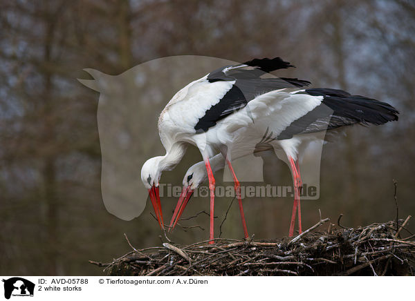 2 Weistrche / 2 white storks / AVD-05788