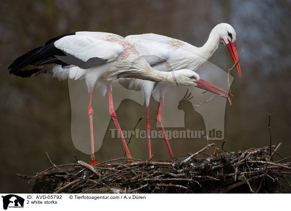 2 Weistrche / 2 white storks / AVD-05792