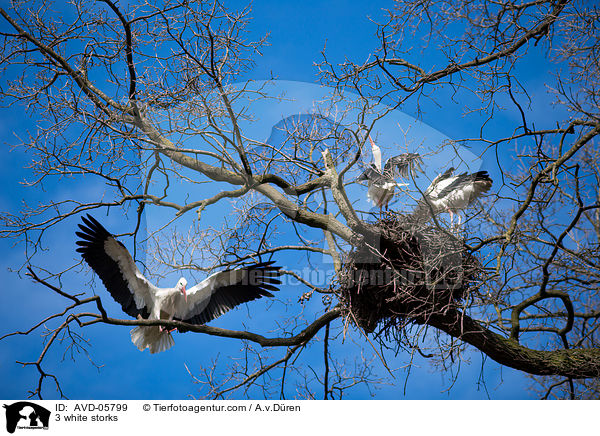 3 Weistrche / 3 white storks / AVD-05799