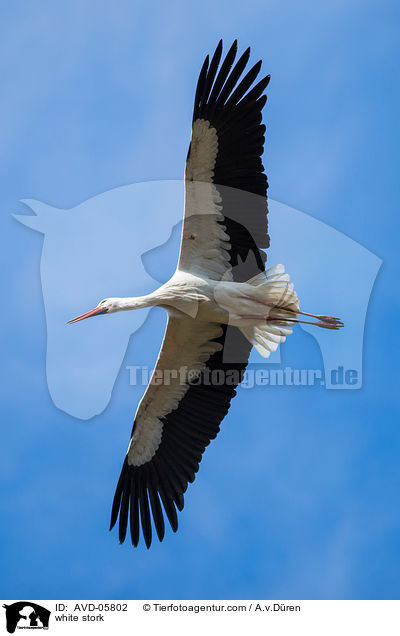 Weistorch / white stork / AVD-05802