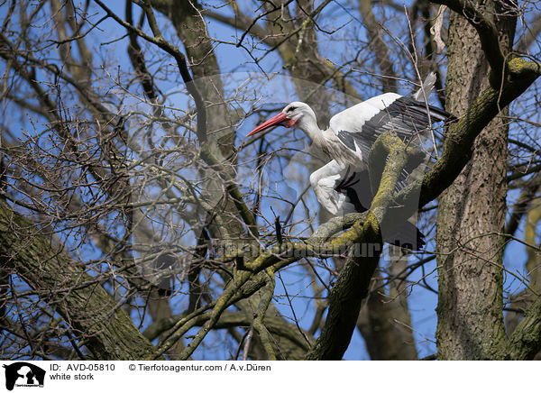 Weistorch / white stork / AVD-05810