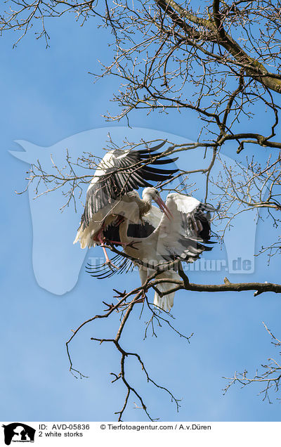 2 Weistrche / 2 white storks / AVD-05836