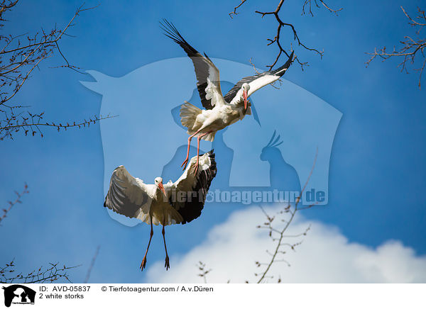 2 Weistrche / 2 white storks / AVD-05837