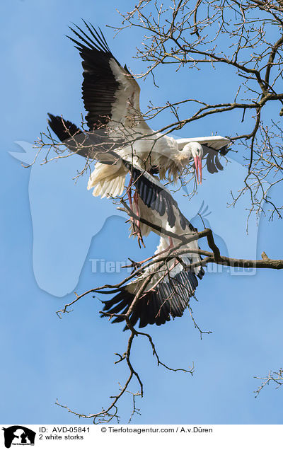 2 Weistrche / 2 white storks / AVD-05841