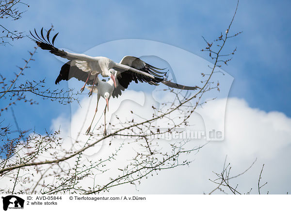 2 Weistrche / 2 white storks / AVD-05844