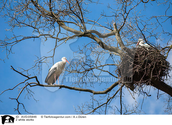 2 Weistrche / 2 white storks / AVD-05846