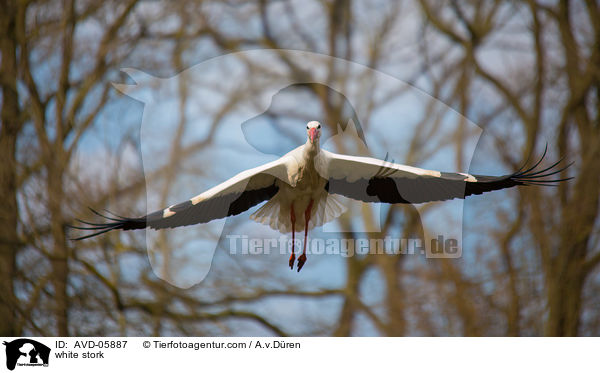 Weistorch / white stork / AVD-05887