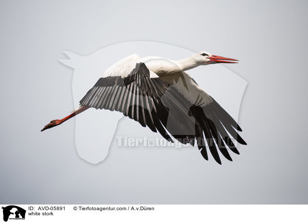 Weistorch / white stork / AVD-05891