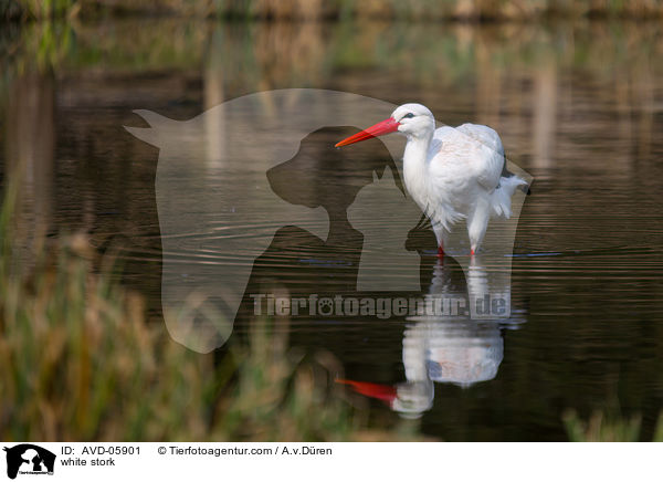 Weistorch / white stork / AVD-05901