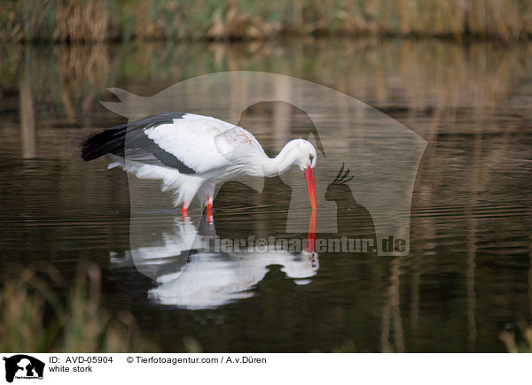 Weistorch / white stork / AVD-05904