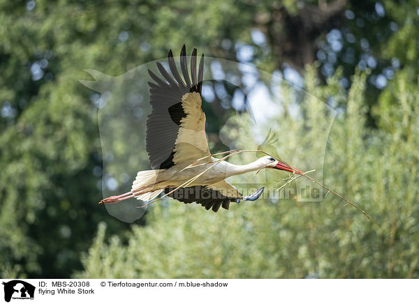 fliegender Weistorch / flying White Stork / MBS-20308