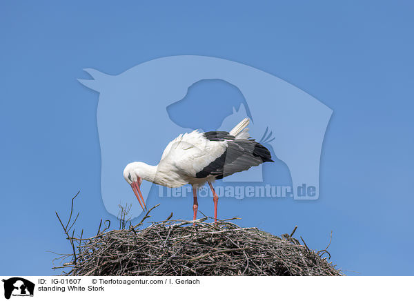 stehender Weistorch / standing White Stork / IG-01607