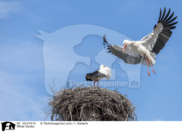 Weistrche / White Storks / IG-01610