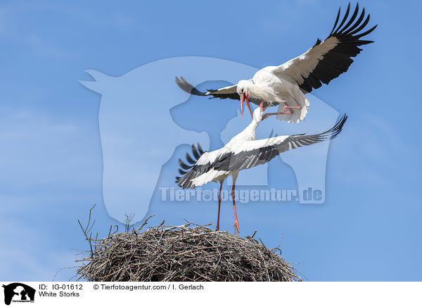 Weistrche / White Storks / IG-01612