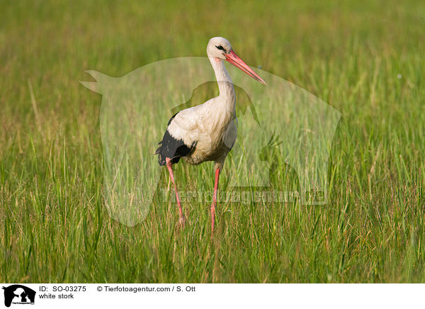 Weistorch / white stork / SO-03275