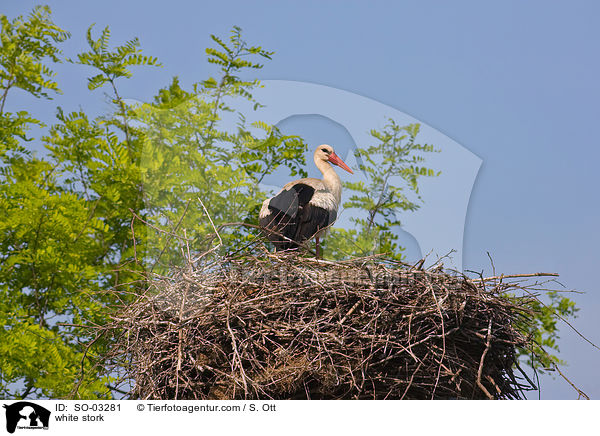 Weistorch / white stork / SO-03281