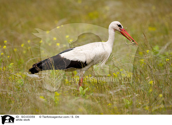 Weistorch / white stork / SO-03359