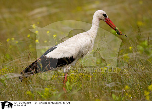Weistorch / white stork / SO-03360