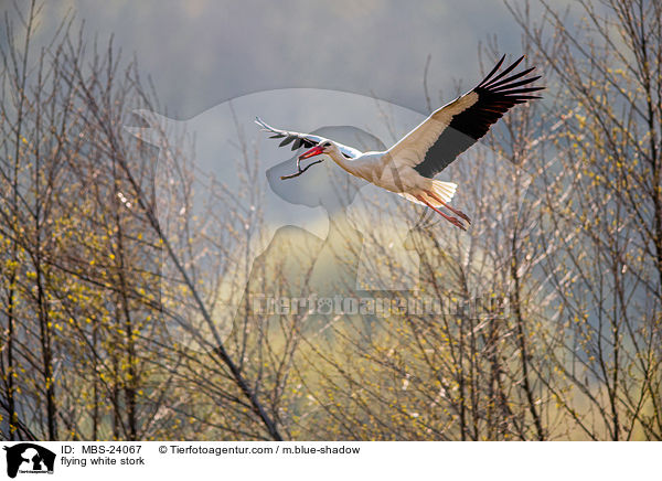 fliegender Weistorch / flying white stork / MBS-24067