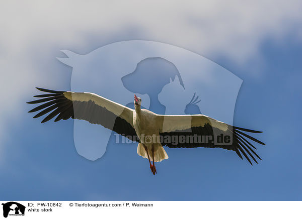 Weistorch / white stork / PW-10842