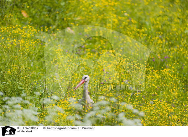 white stork / PW-10857