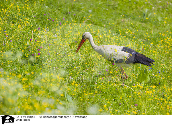Weistorch / white stork / PW-10858