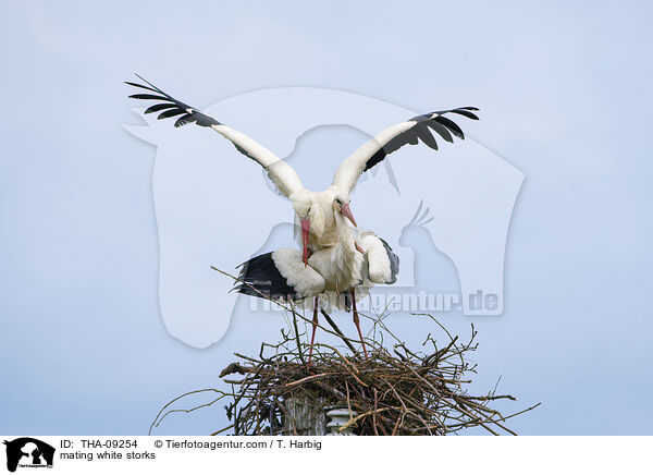 Weistrche bei der Paarung / mating white storks / THA-09254