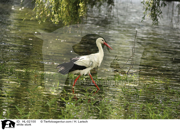 Weistorch / white stork / HL-02100