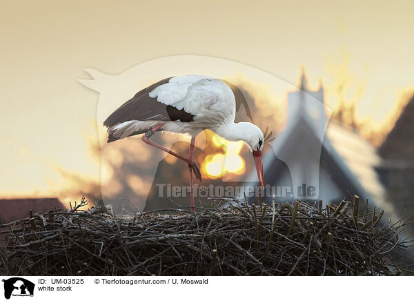 Weistorch / white stork / UM-03525