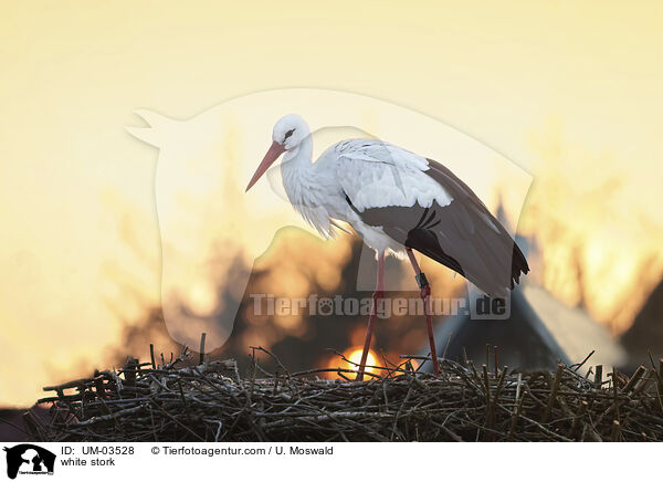 Weistorch / white stork / UM-03528