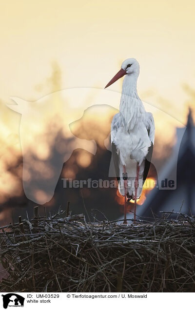 Weistorch / white stork / UM-03529