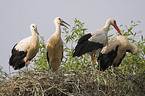 white stork