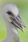 white stork