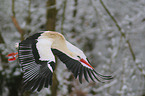 flying white stork