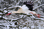 flying white stork