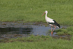 white stork